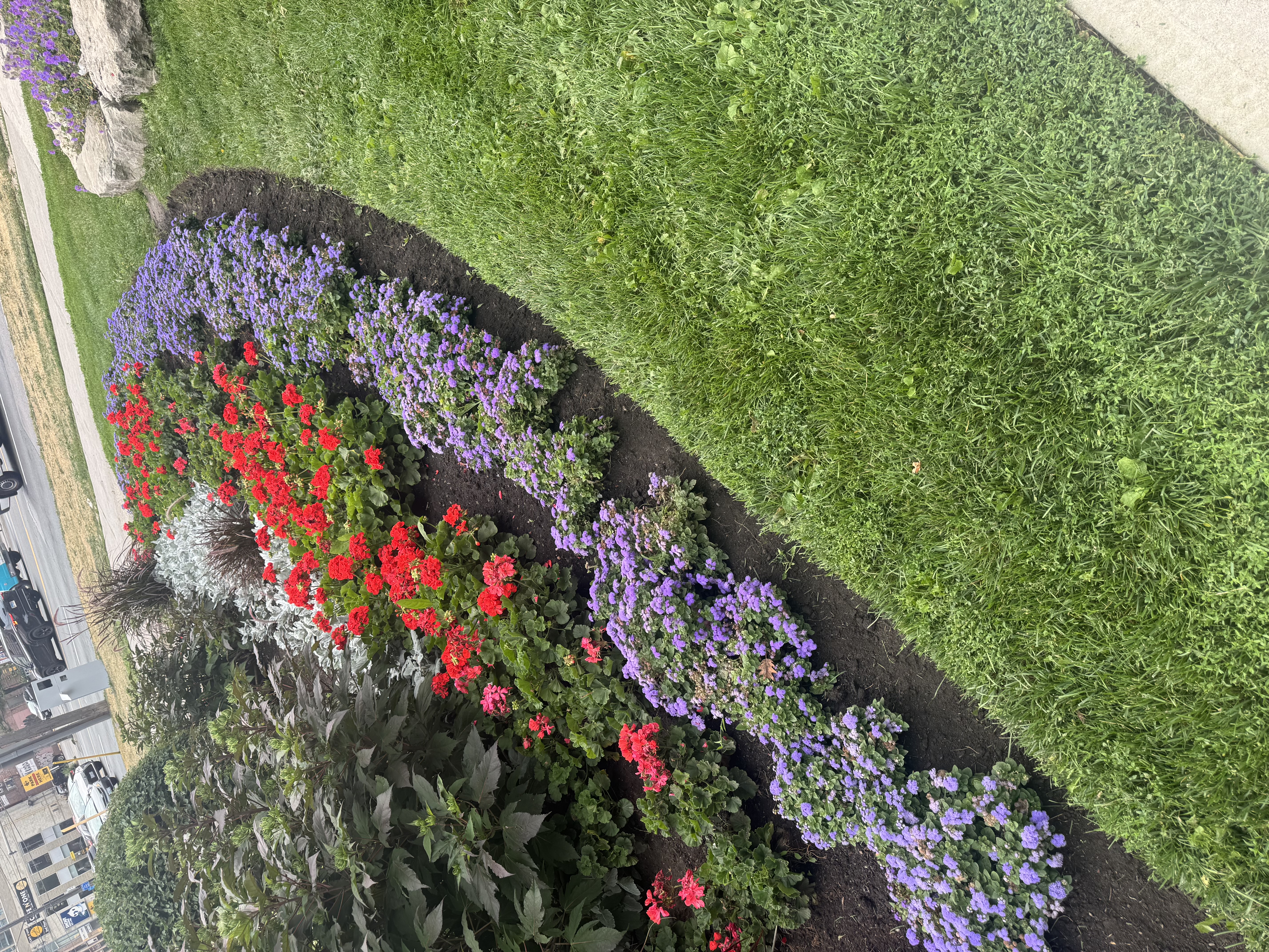 Colorful Flower Bed