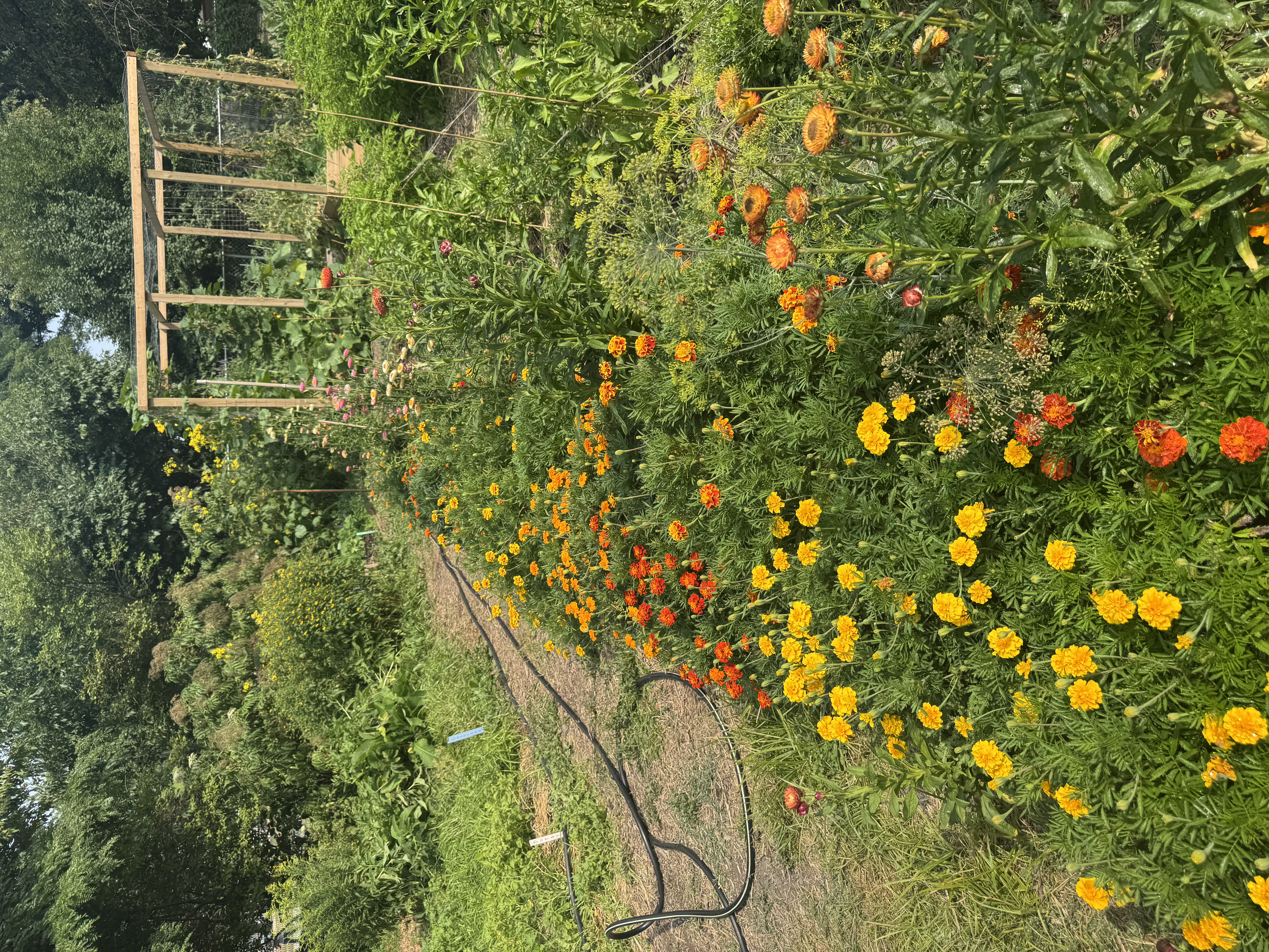 Vegetable Garden