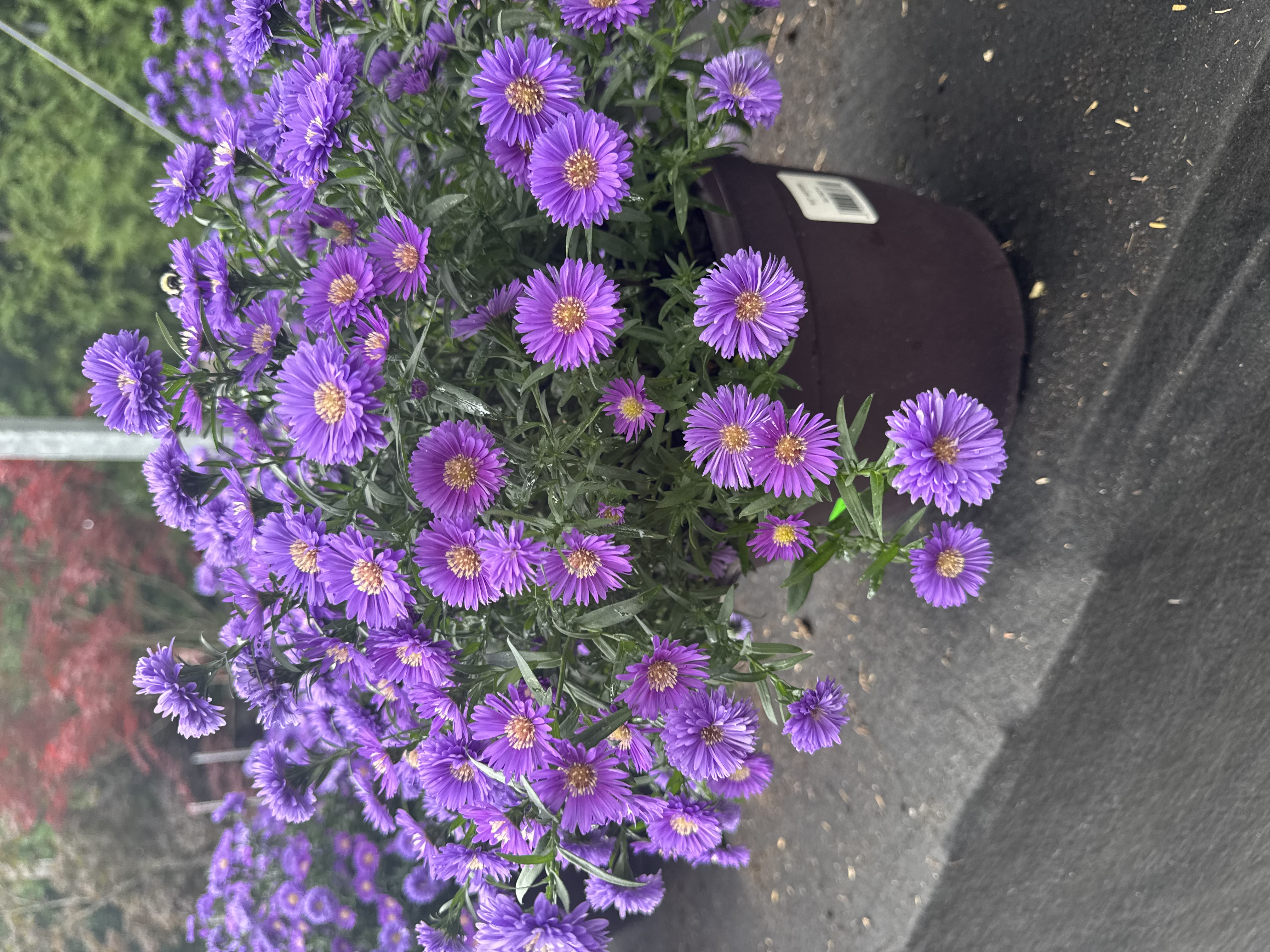 Purple Asters