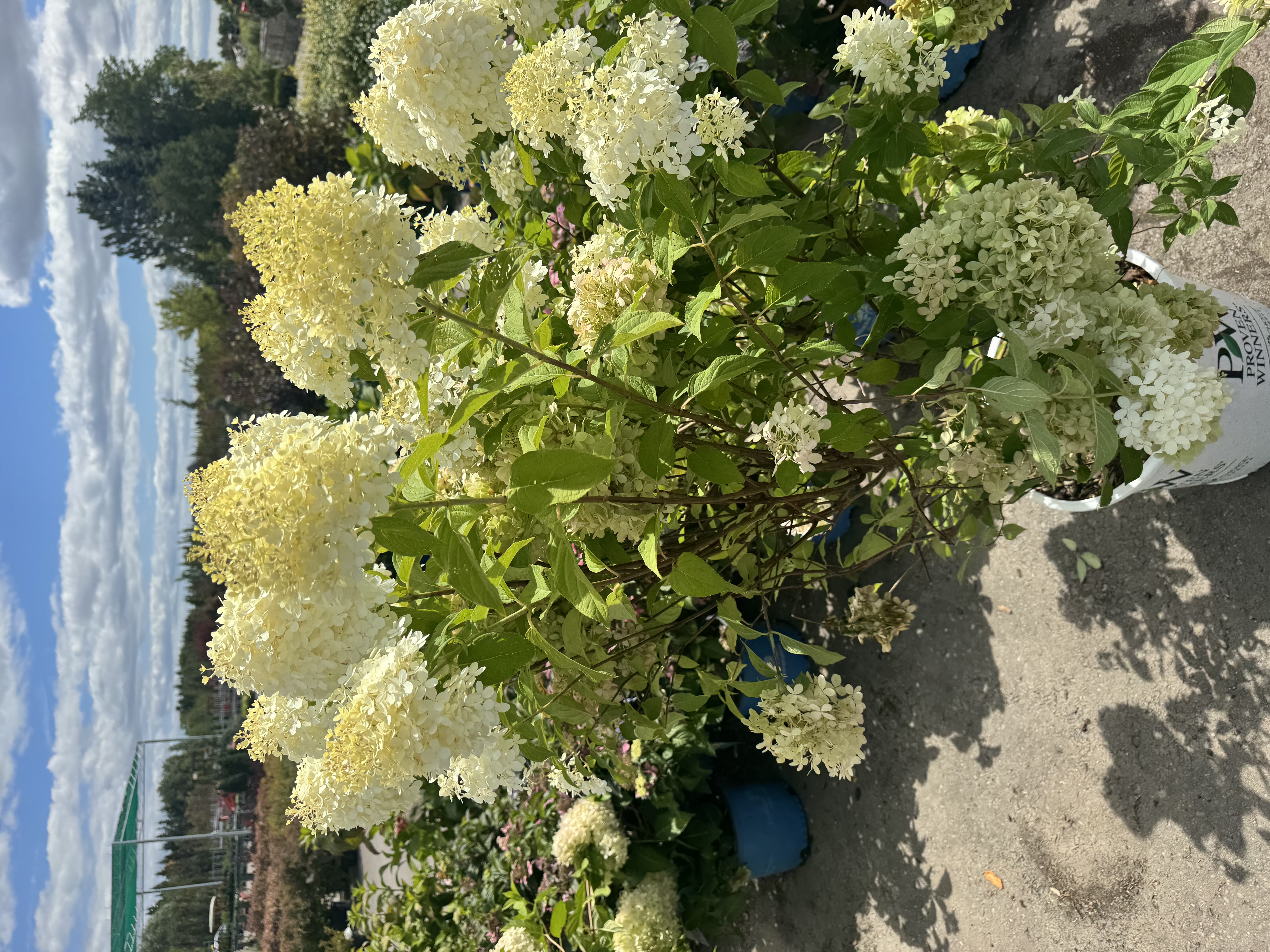 White Hydrangeas