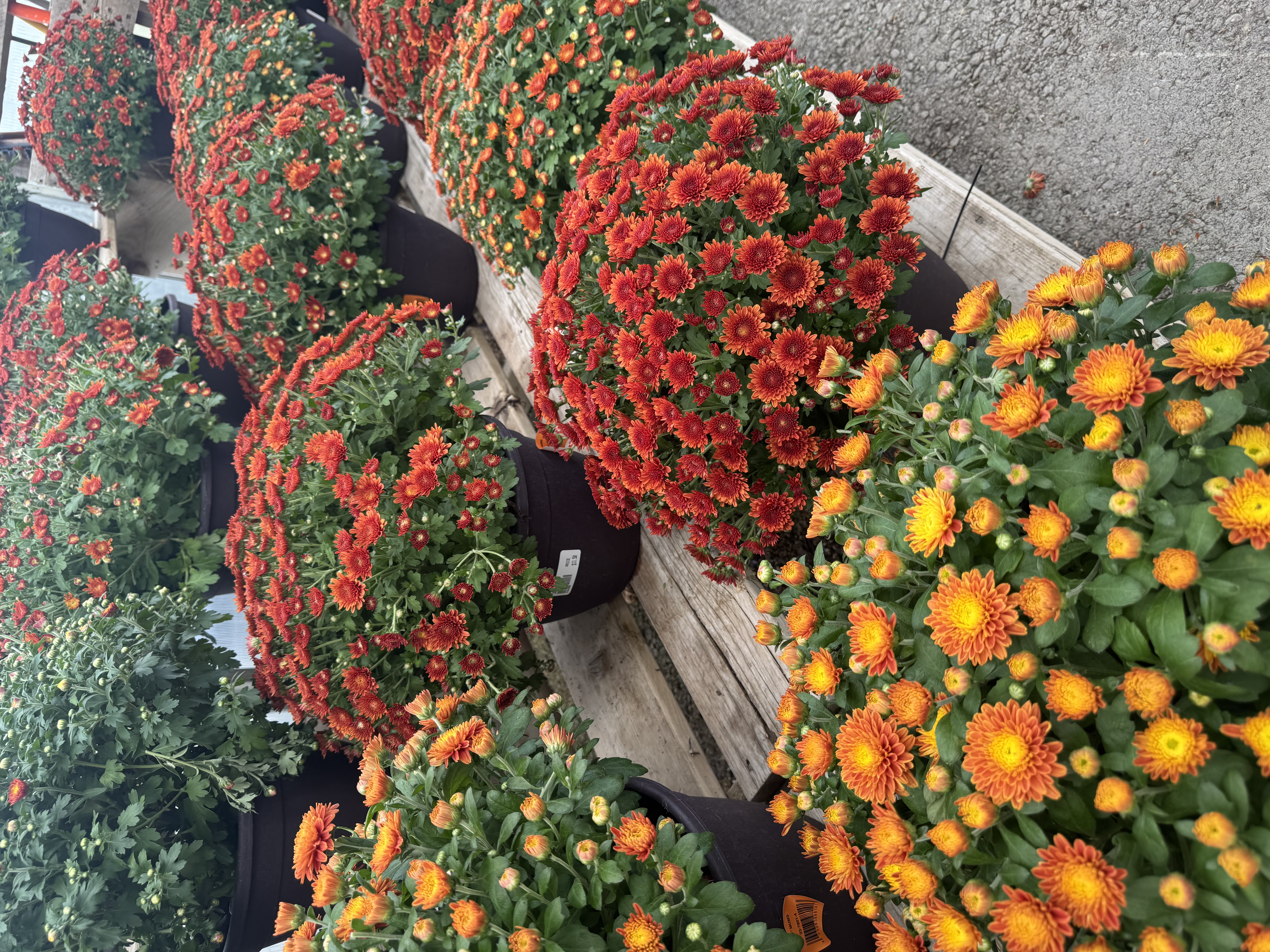 Colorful Mums